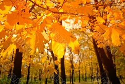 autumn