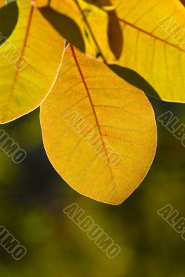 foliage