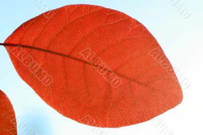 foliage