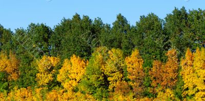 autumn