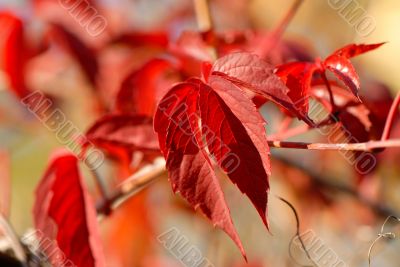 foliage