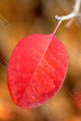 foliage