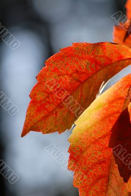 foliage