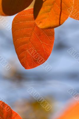 foliage