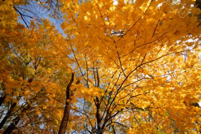 autumn