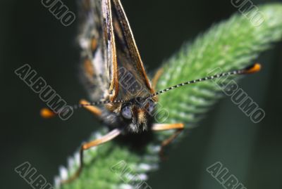butterfly