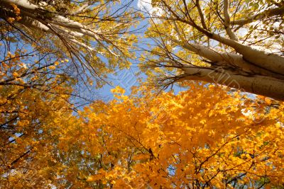 autumn