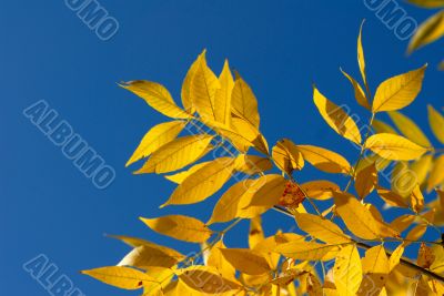 autumn