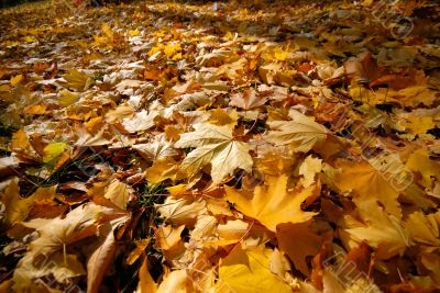 autumn