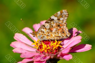 butterfly