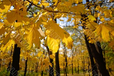 autumn