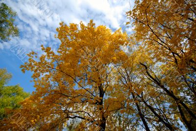 autumn