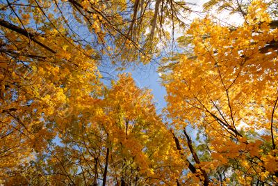 autumn