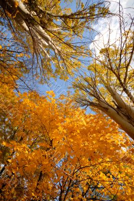 autumn