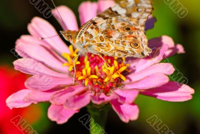 butterfly