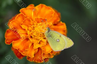 butterfly