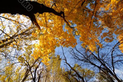 autumn