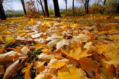 autumn