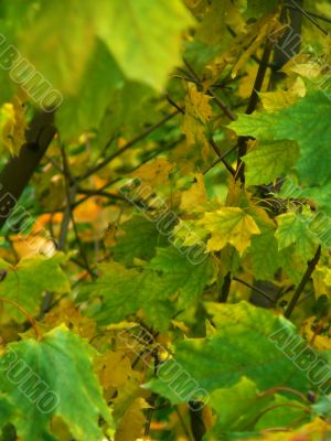 Autumn Foliage