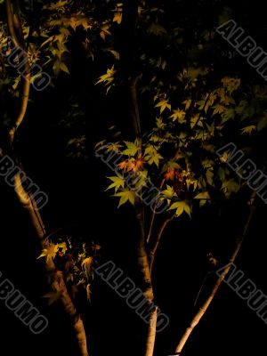 Japanese Maple Tree
