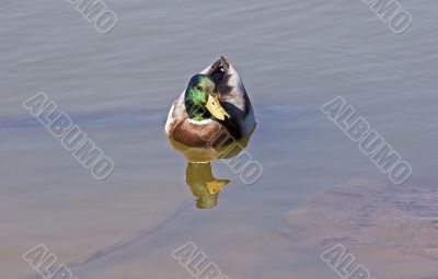 Mallard and Reflection
