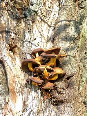 mushroom on the tree