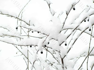 berries under snow