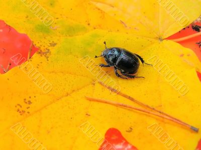 beetle on the leaf