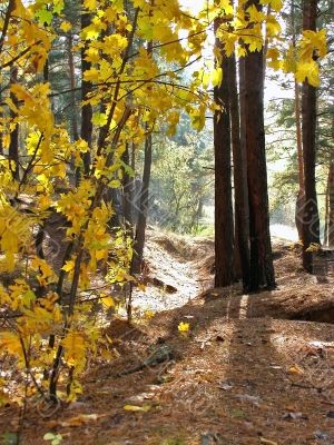 morning in yhe forest