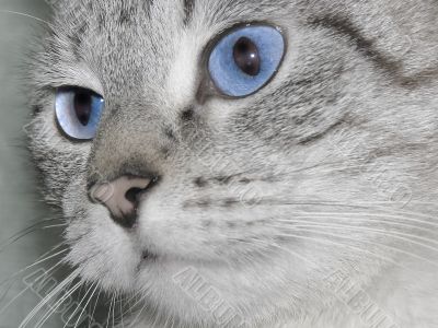 cat eyes