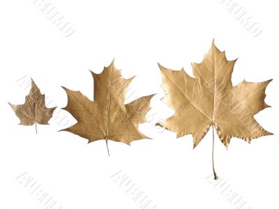 golden leaves