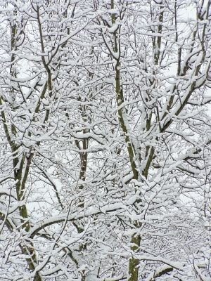 snow branches