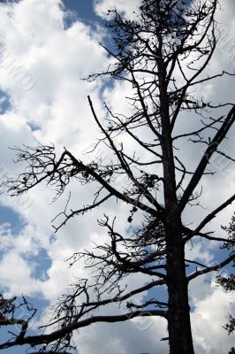 Dead tree with sky and clouds