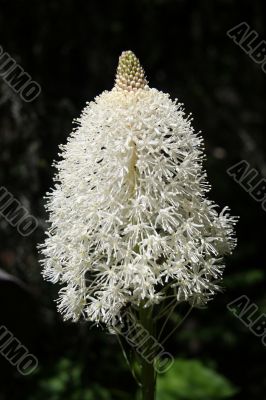 Xerophyllum - Flower in Glacier National Park