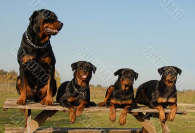 four rottweilers