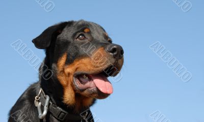 baby rottweiler