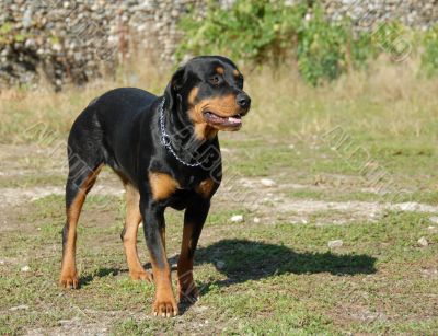 female rottweiler