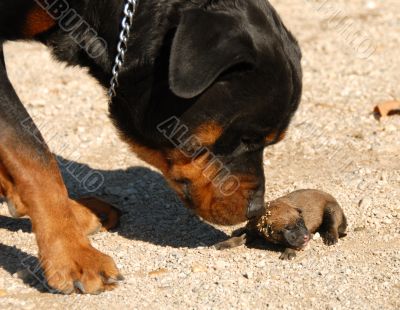 rottweiler and very young puppy