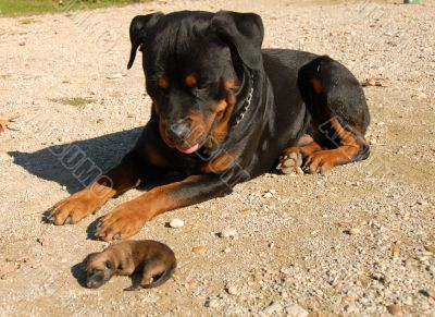 rottweiler and puppy