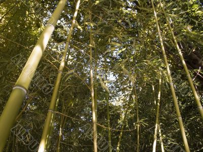 bamboo wood