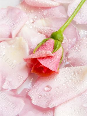 flower of a rose