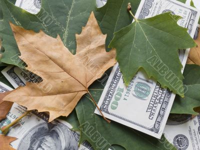 American dollars and autumn  leaves