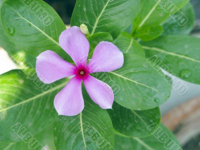 Magenta Flower