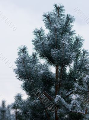 Pine under a snow