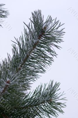 Pine branch