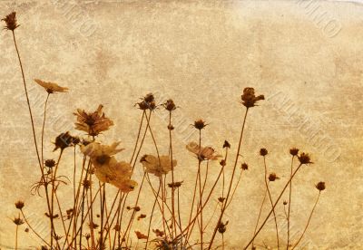 flower abstract textures and backgrounds