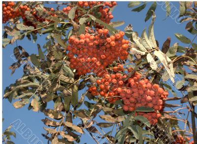ashberry on a branch