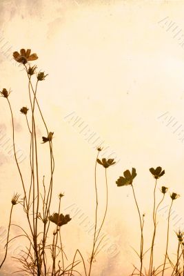 old-fashioned flower