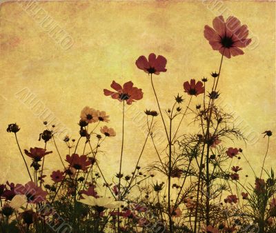 old-fashioned flower