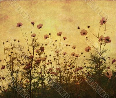old-fashioned flower